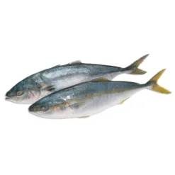 Imported Chilean Coho Salmon Chunks (only middle chunks delivered)