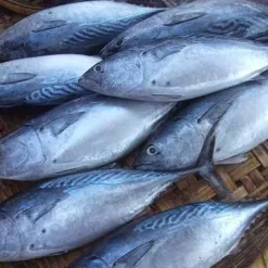 FRESH TUNA