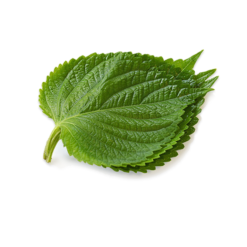 Vietgap sesame leaves 50G