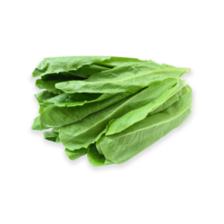 Vietgap green romaine lettuce – 200G/Pack (I0015068)